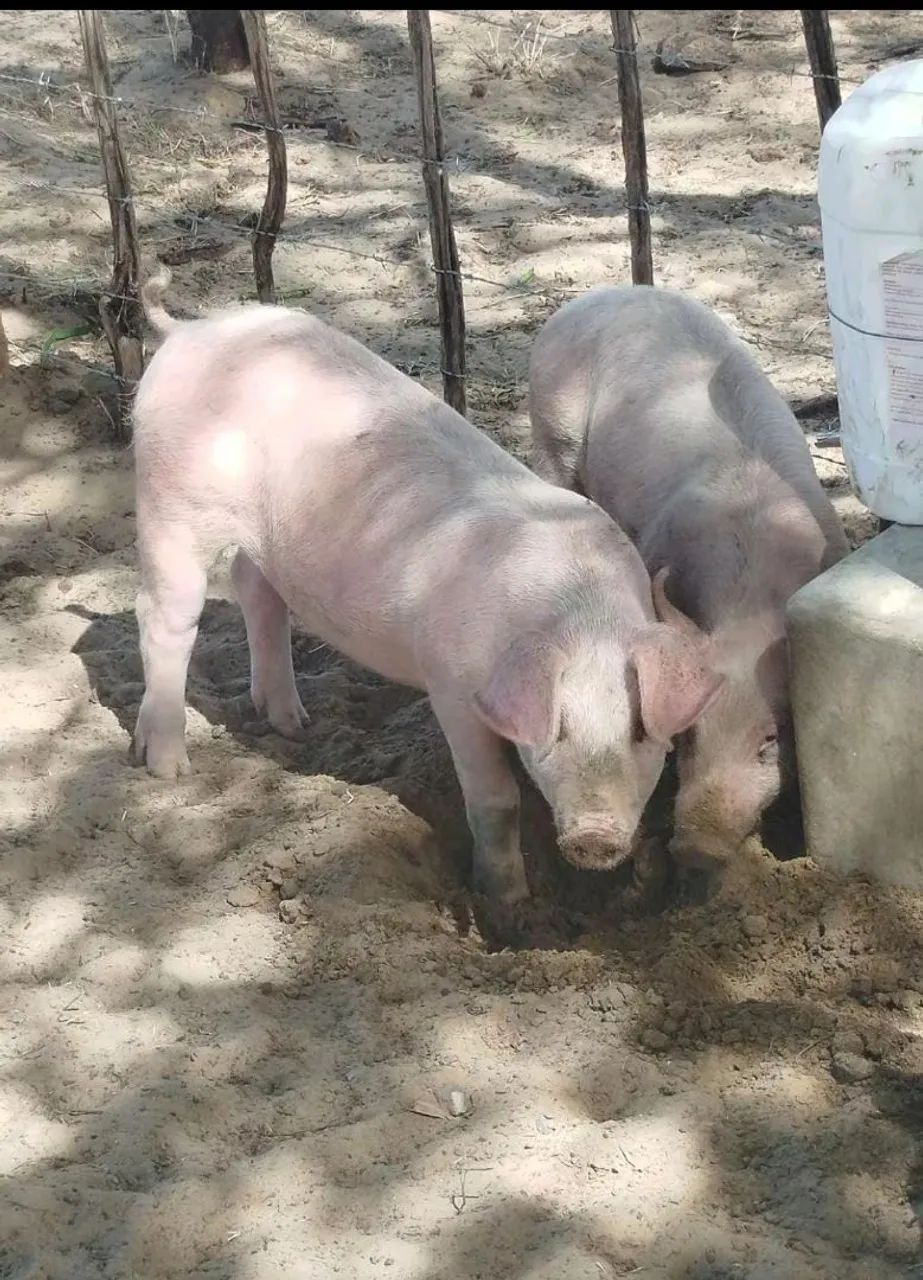 Leitão saudável  - Foto 2