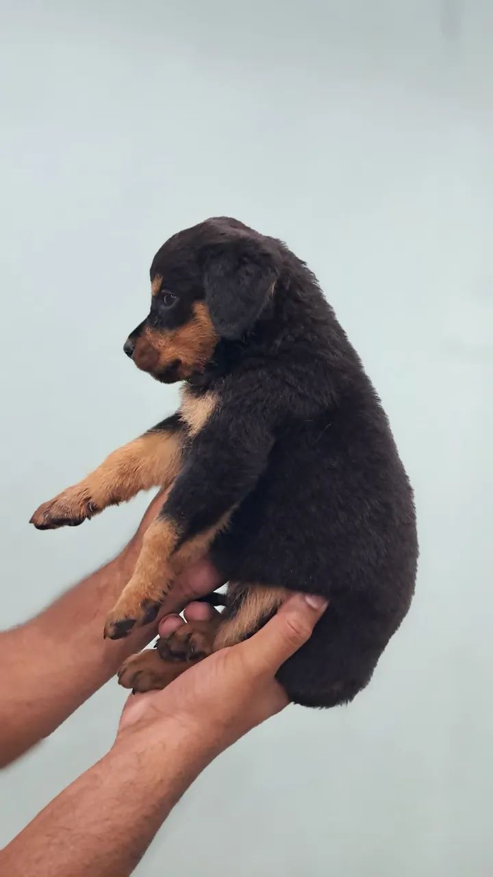 ROTTWEILER MACHO E FÊMEA  - Foto 3