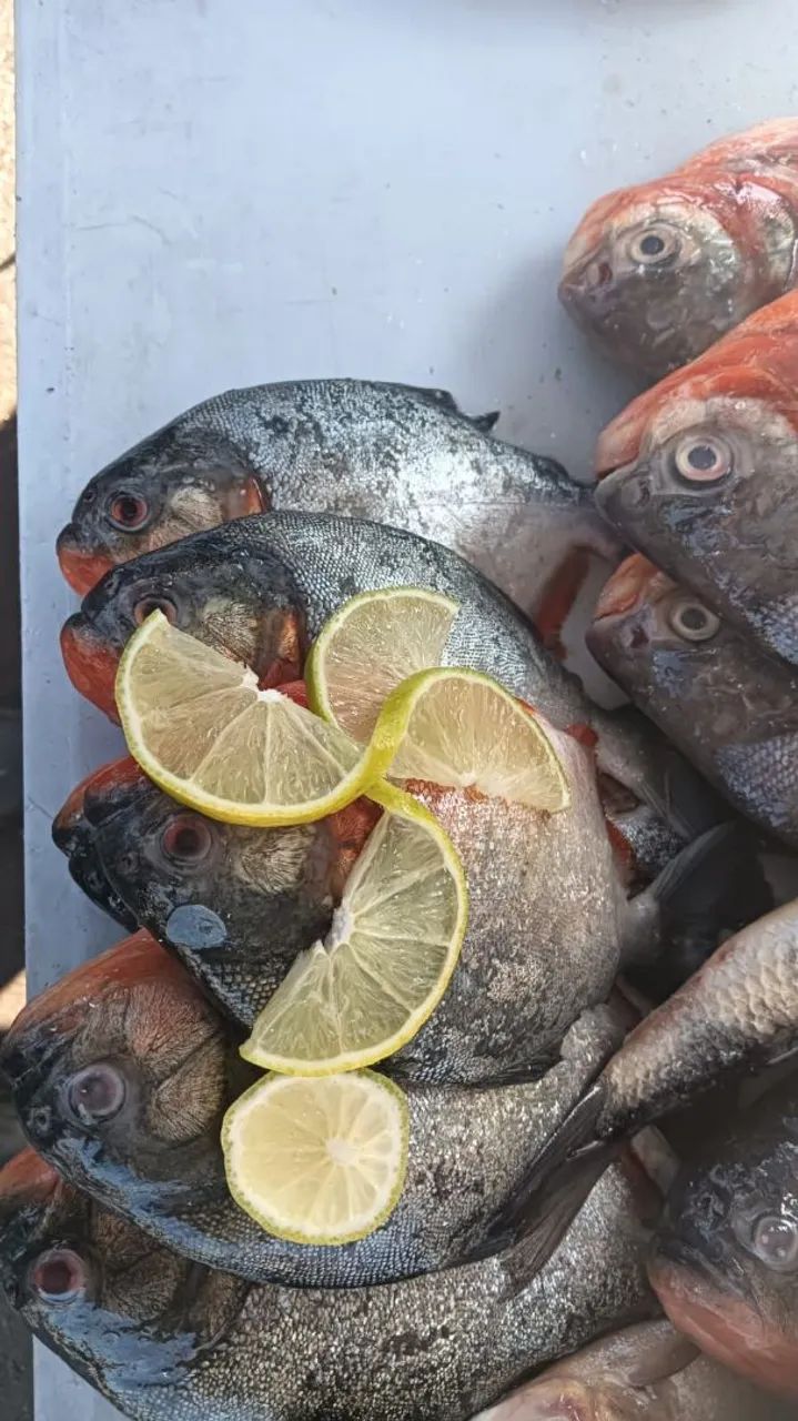 Vendas de Peixe ? - Foto 5