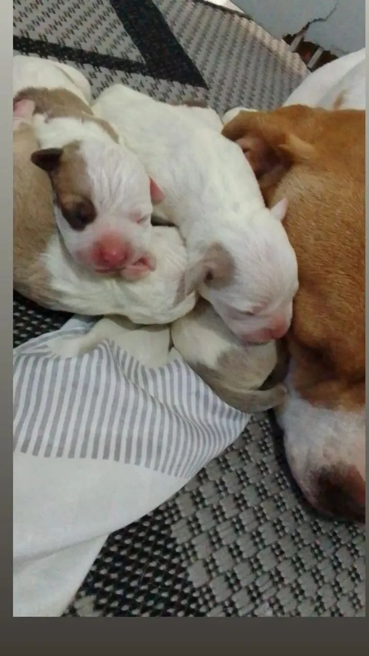 Pitbull  - Foto 4
