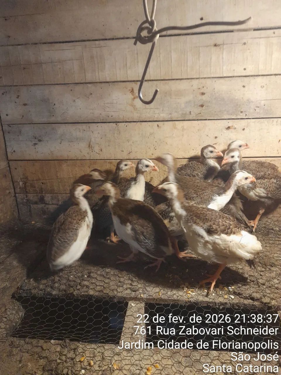 Vendo filhtes de galinha da angola 35 cada ou 4 por 120 reais  - Foto 3