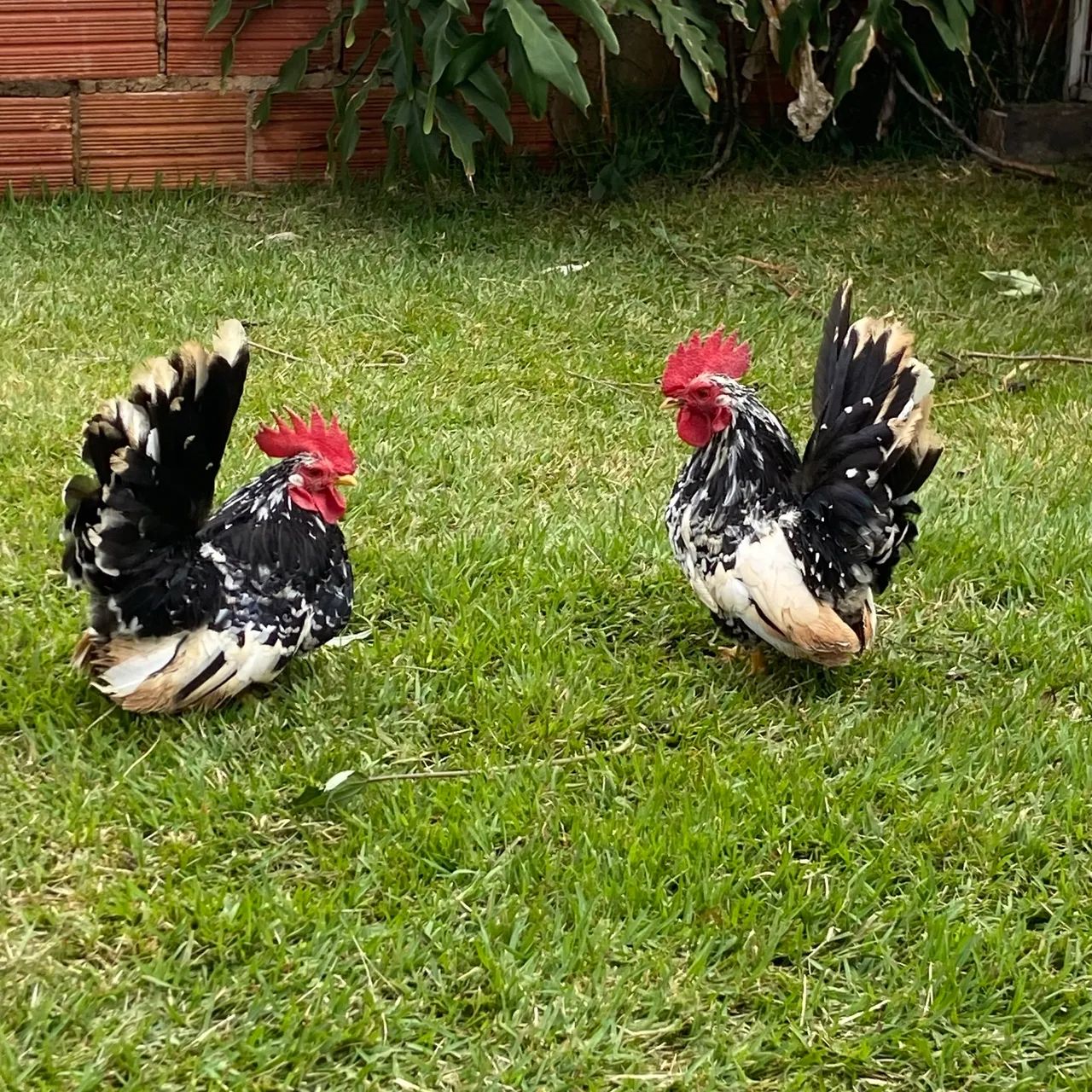 Vendo ou troco nagazak raça pura perna curta