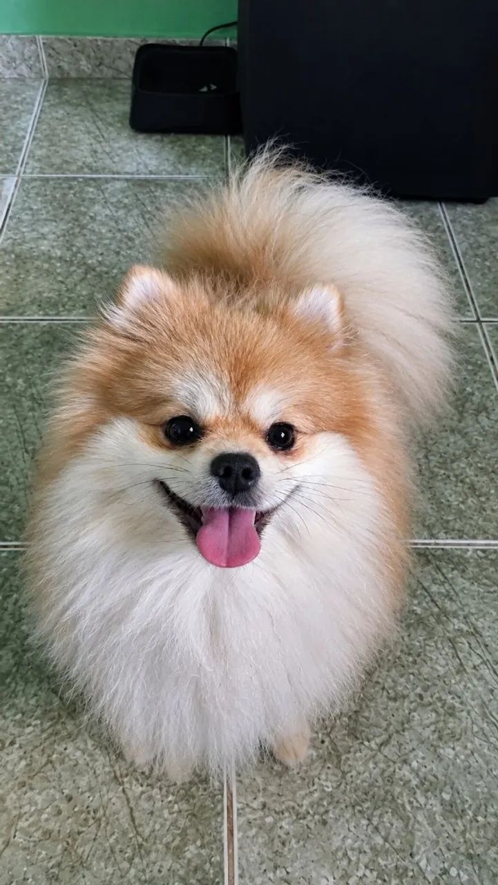 Spitz alemão  - Foto 3