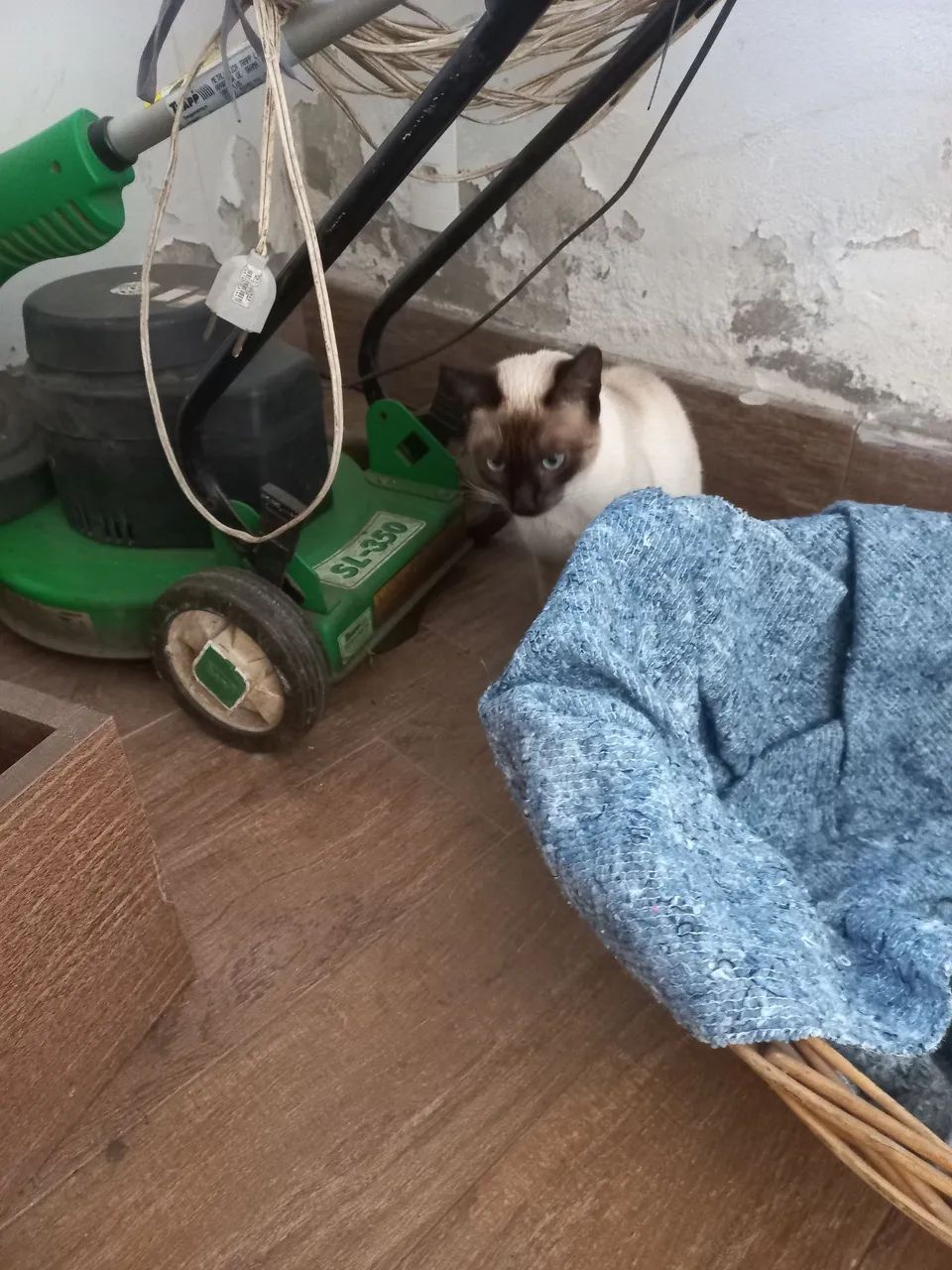 Gata siamês - Foto 3