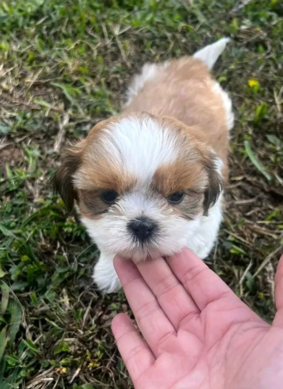 Shihtzu  - Foto 2