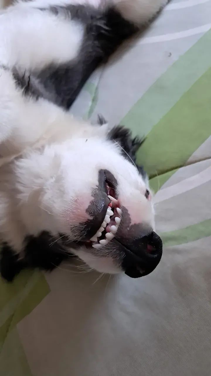Cachorro  - Foto 2