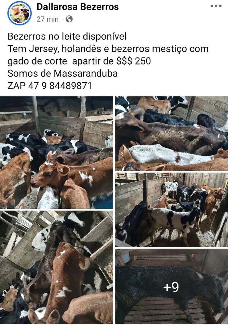 Bezerros  - Foto 6