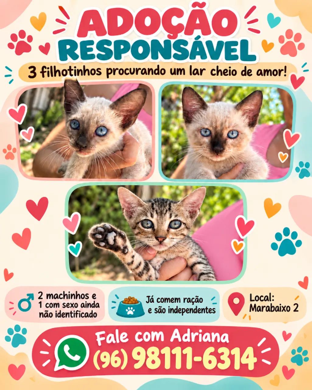 Adoção de lindos gatinhos!