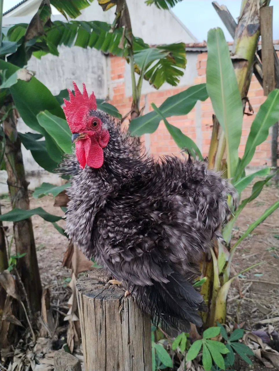 Galo - Foto 2