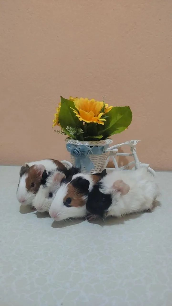 Porquinho da índia  - Foto 2