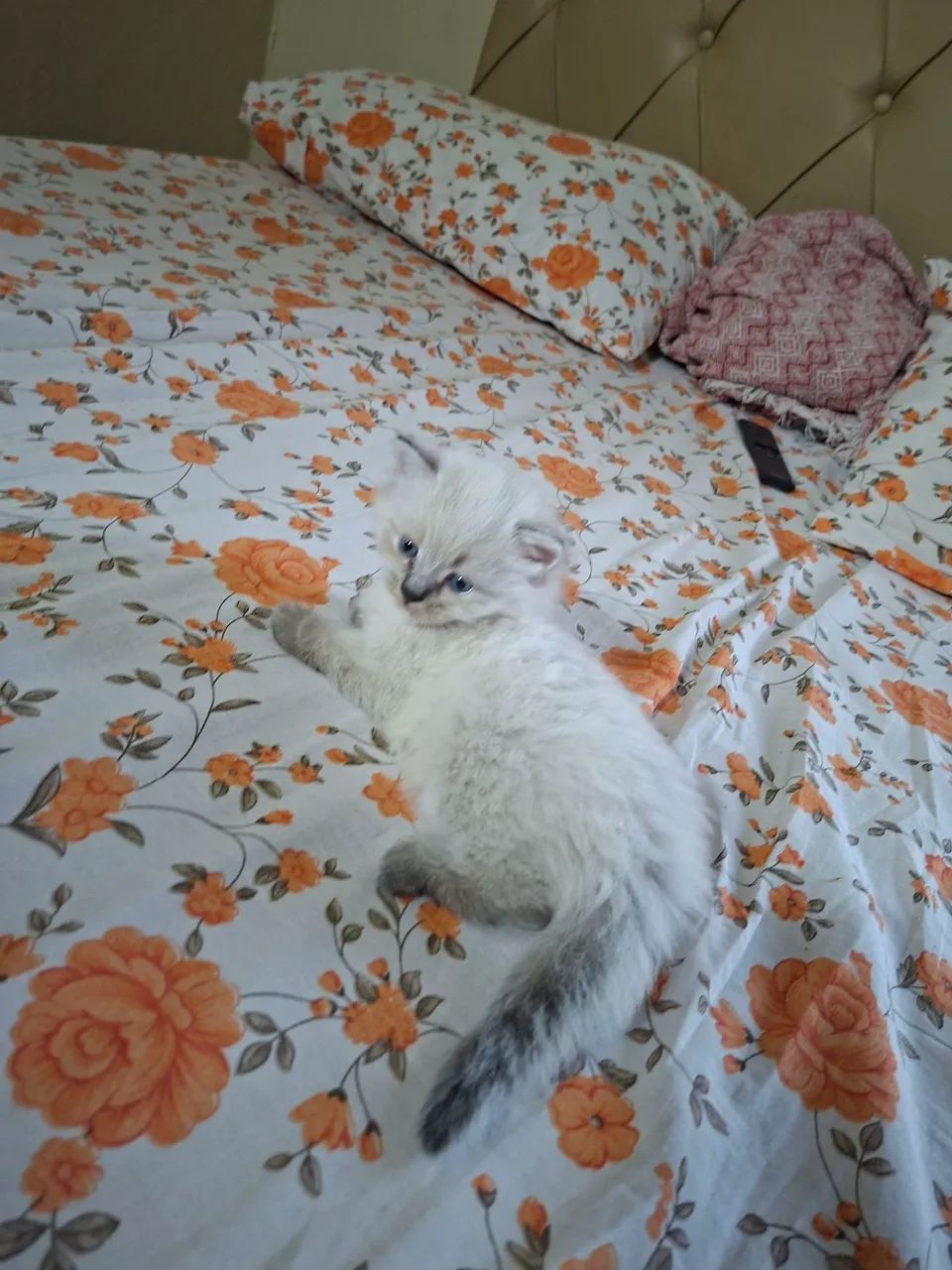 Gato Ragdoll  - Foto 4