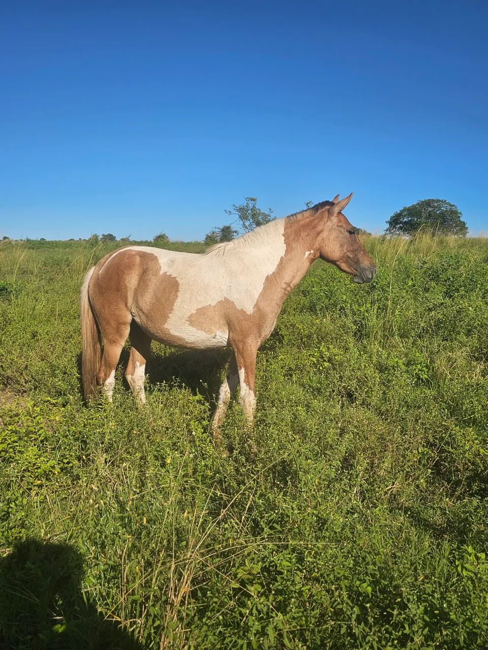 Potra Mangalarga  - Foto 2