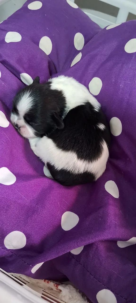 Cachorrinhos  - Foto 5