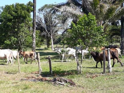 Fazenda 85 hec Vendo com Porteira Fechada - Foto 12