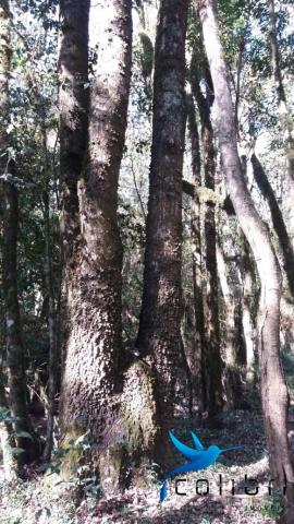 Terreno para formar chácara de lazer em Agudos do Sul - PR - Foto 10
