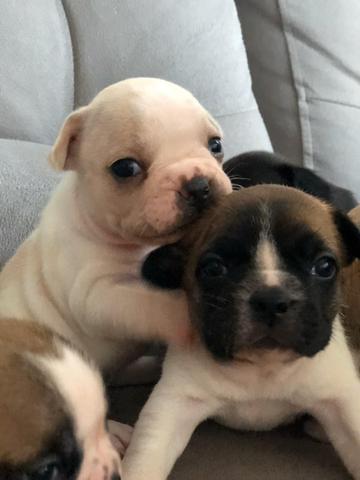 Bulldog francês - Foto 4