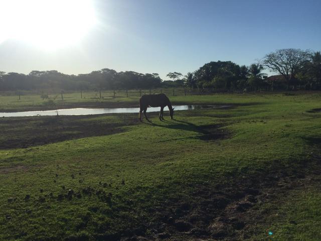 Fazenda no Pantanal MS 1826 hectares - Foto 7