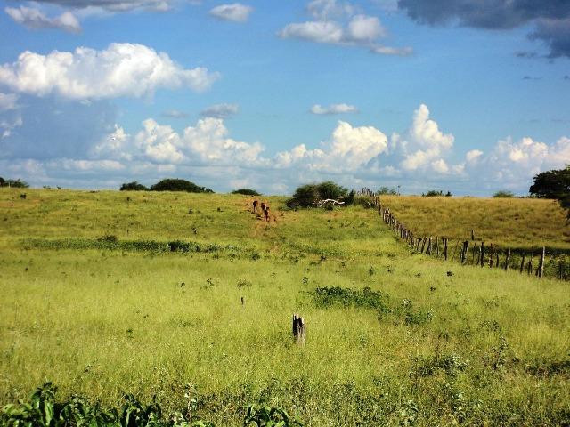 Procura terra para arrendar até 2 alqueires