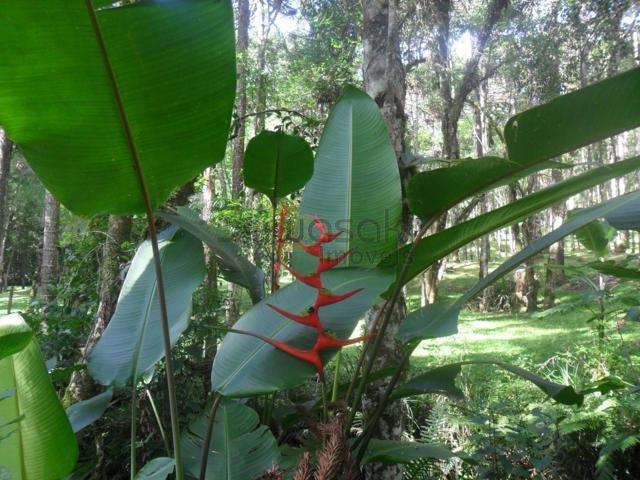Chácara, Jardim Paulista, Campina Grande do Sul-PR - Foto 17
