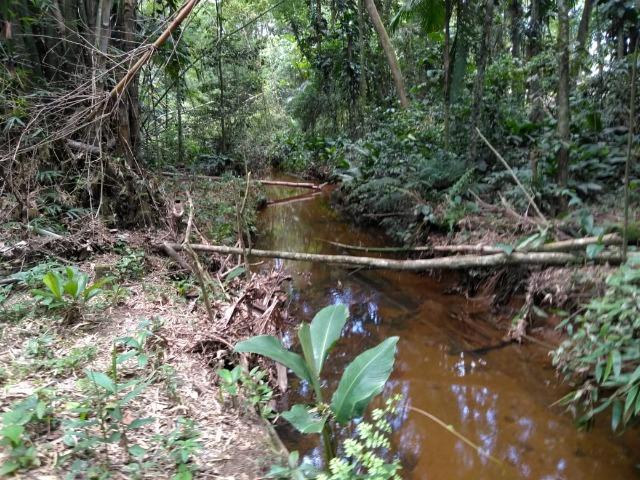 Chácara - América de Baixo - Morretes - Foto 13