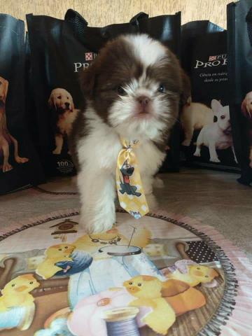 Companheiro perfeito shih tzu - Foto 2