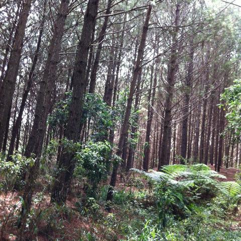 Fazenda em Cerro Azul - Foto 6