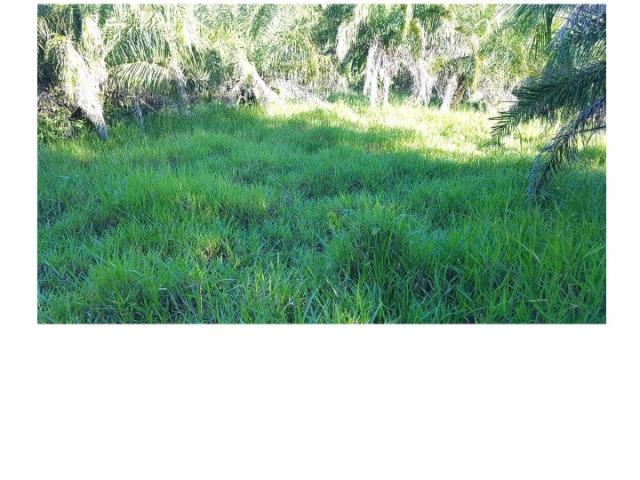 Paraíso,395 hectares, Beira Rio Manso,lazer, pescaria, moradia,Turismo. Oportunidade. - Foto 3