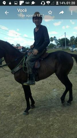 Cavalo