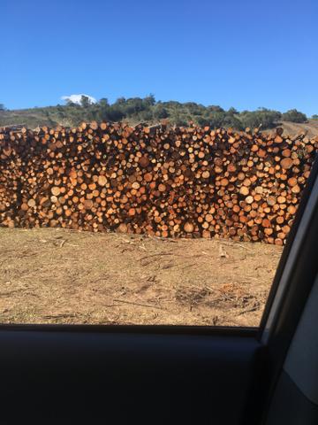 Lenha de acácia e eucalipto - Foto 4