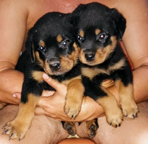 Vendo filhotes de Rottweiler - Foto 3