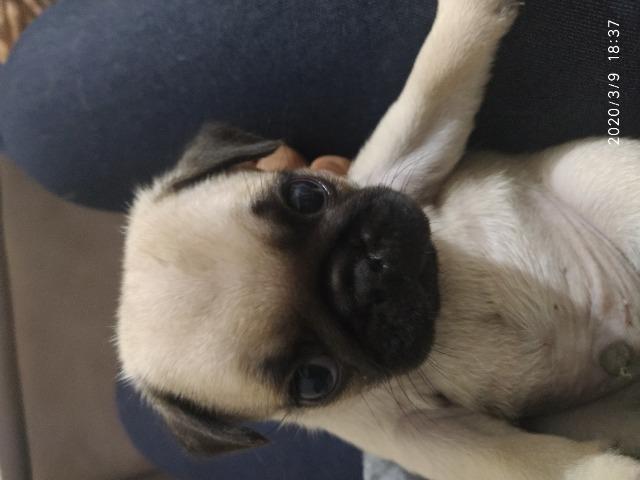 Pugs - Foto 2