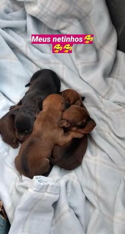 Filhotes de Basset dachshund