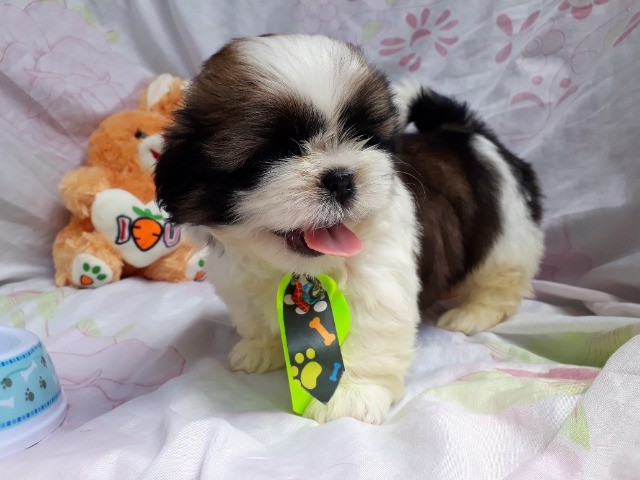 shih tzu 