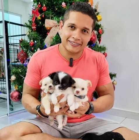 Chihuahua disponíveis Canil, Gatil, Hotel e Banho E Tosa tudo em um só lugar. - Foto 4