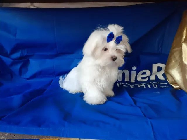 Lulu da Pomerânia Mini Branco Melhor Preço Dourados - Lulu da