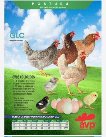 GLC Avifran, poedeira de ovos multicoloridos 