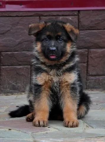   Lindos Pastor Alemão com Pedigree e Vacinados  - Foto 3