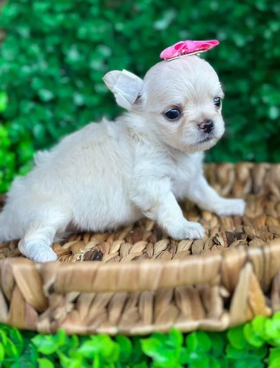 Chihuahua Fêmea - Pêlo longo para reserva  - Foto 2