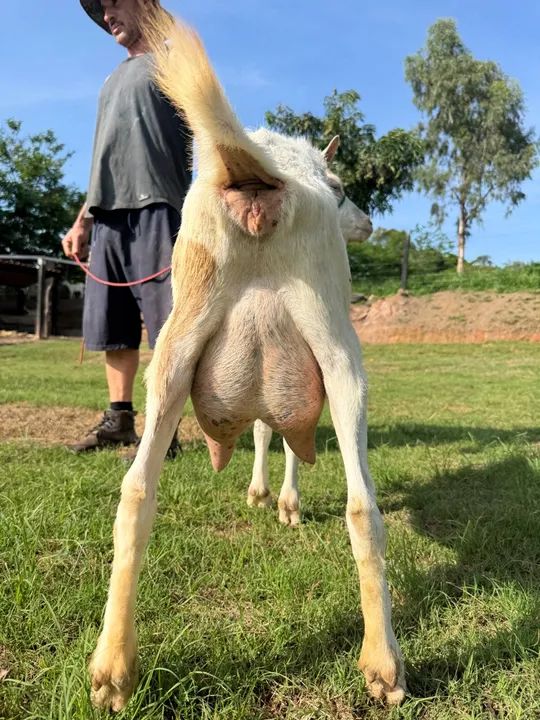 Cabras SAANEN em lactação é um Bode - Foto 2