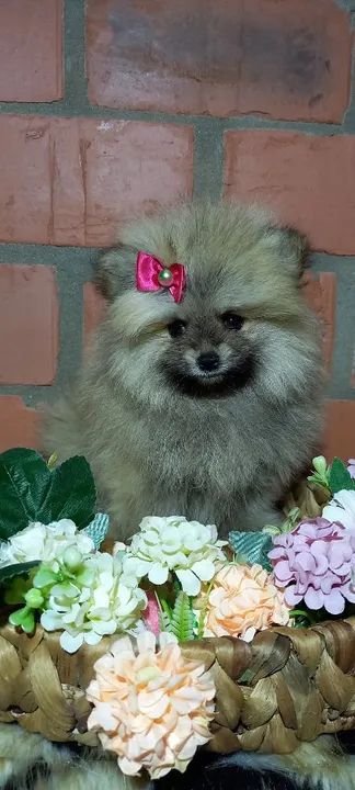 Lulu da pomerna  - Foto 2