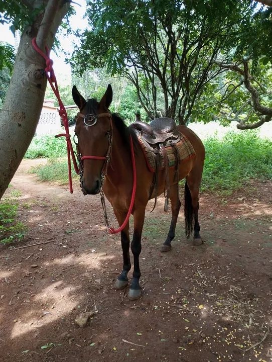 Cavalo para venda