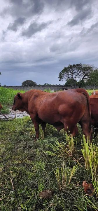 Venda permanente de Gado Senepol