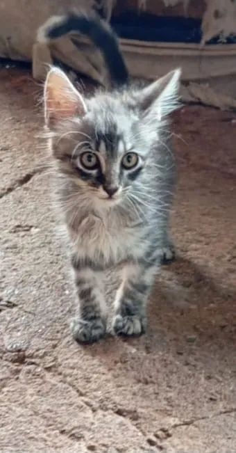 Lindos gatinhos, facilito entrega 