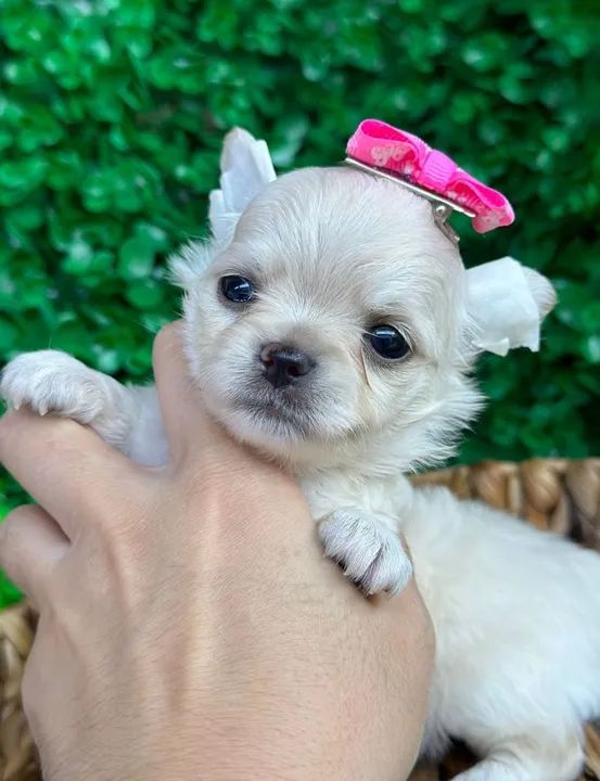 Chihuahua Fêmea - Pêlo longo para reserva 