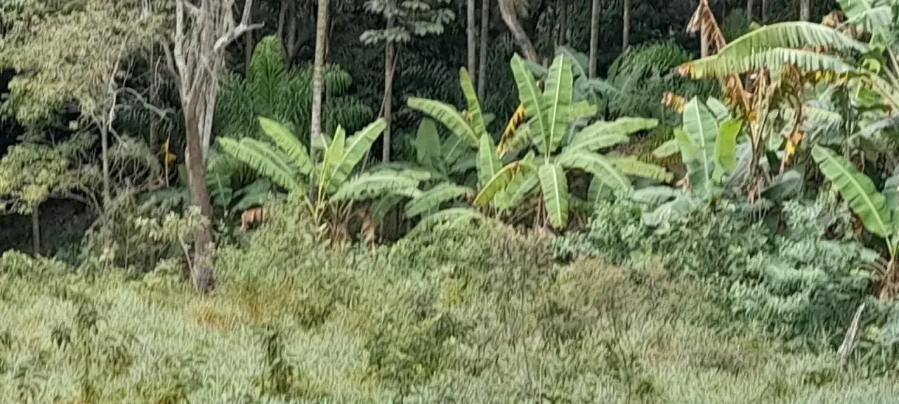 Terreno próximo ao Cantinho da tilápia codigo: 85098 - Foto 3