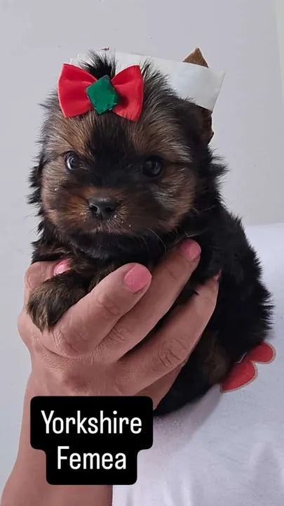 Yorkshire femea Mini