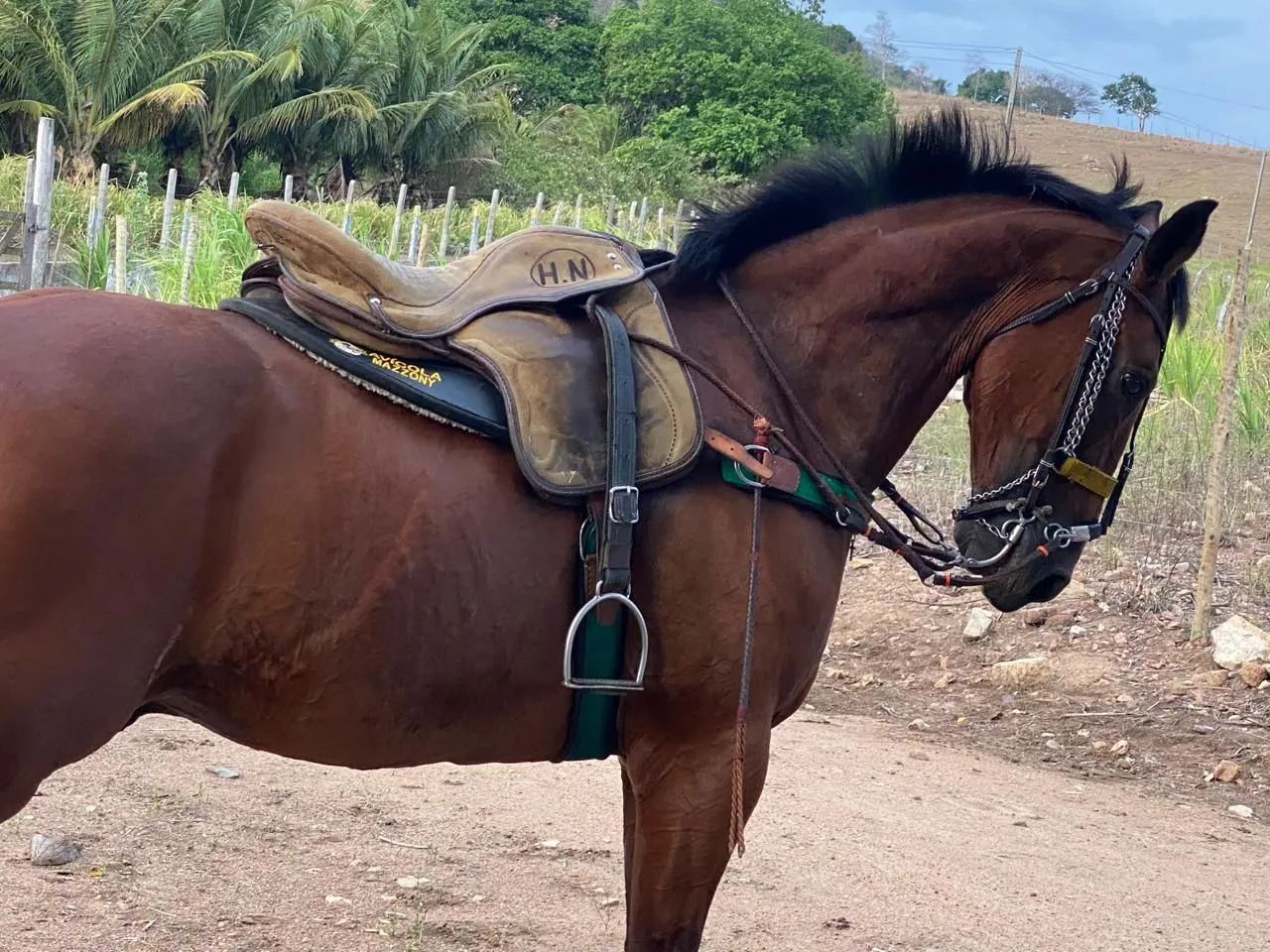 Cavalo quarto de milha - Foto 2