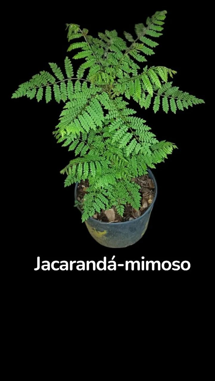 Jacarandá-mimoso - Foto 2