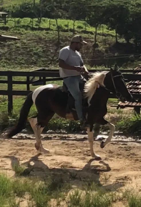 POTRO MANGALARGA MARCHADOR HOMOZIGOTO  - Foto 3