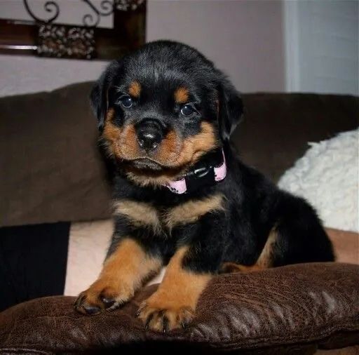 Rotweiller femea bebe 